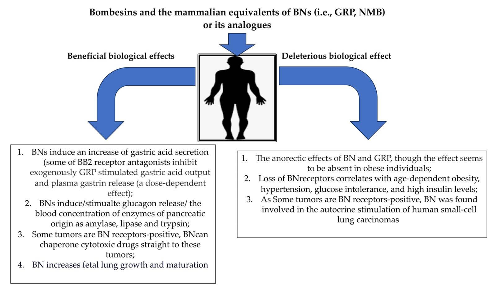 Beneficial and deleterious biological effects of bombesins in human. 