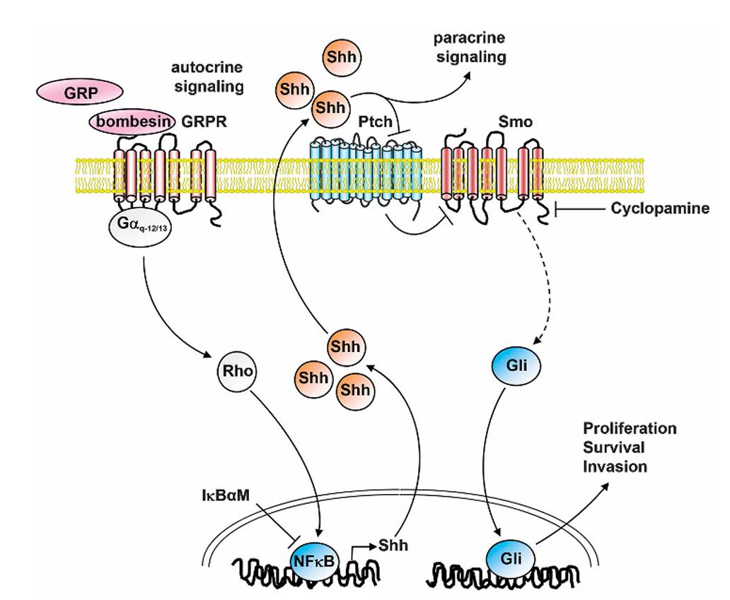 Mechanism of action of bombesin on the Shh pathway.