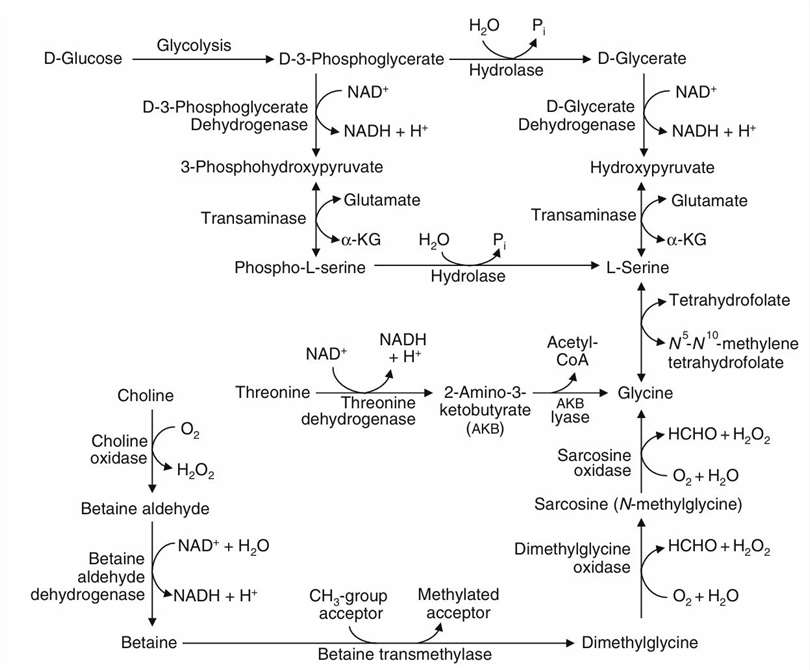 Synthesis of glycine(Gly) from glucose and glutamate, serine, choline, and threonine in animals.