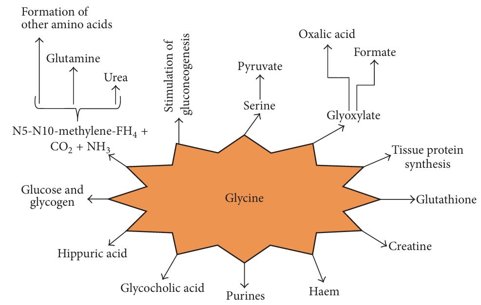 Functions and metabolic fate of glycine(Gly).