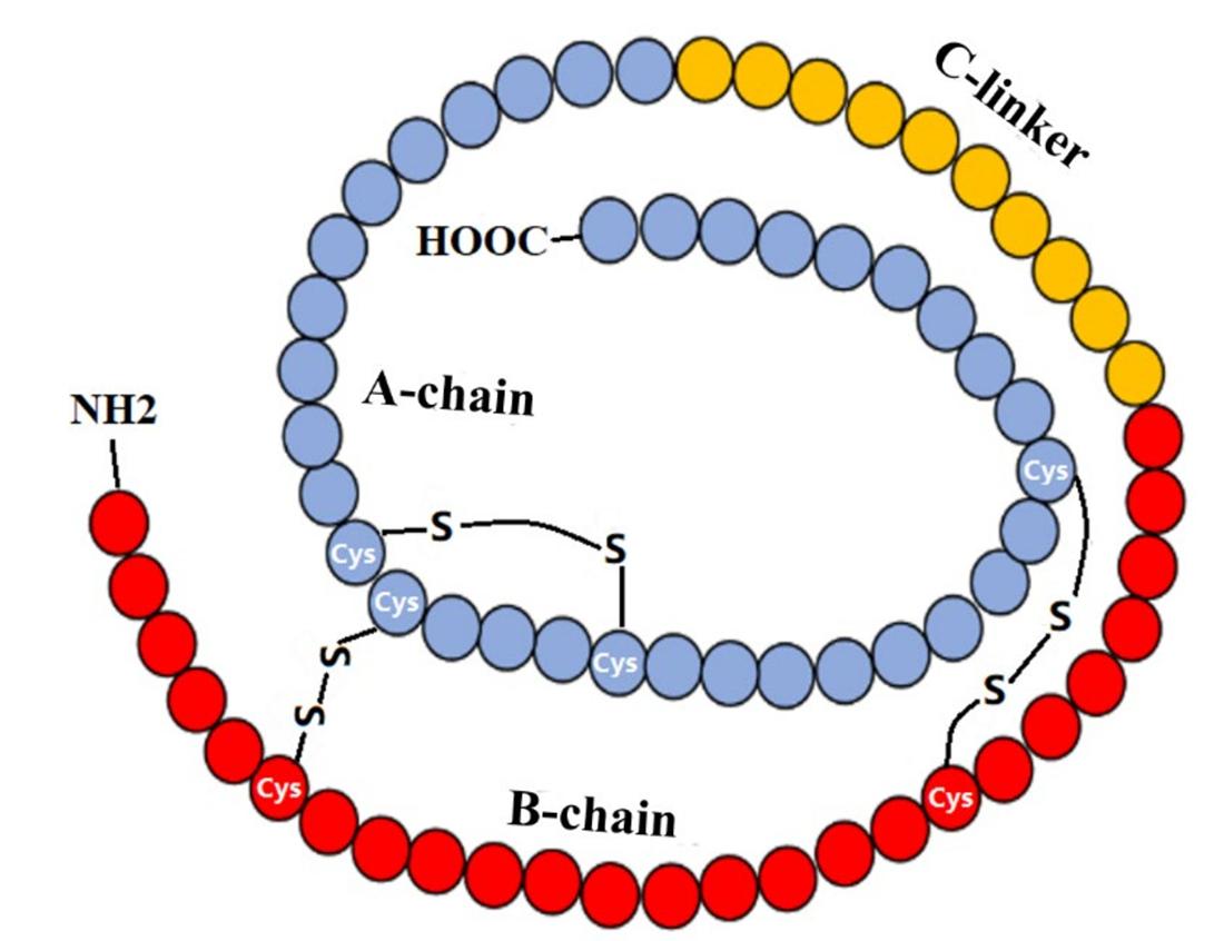 IGF-1 Structure.