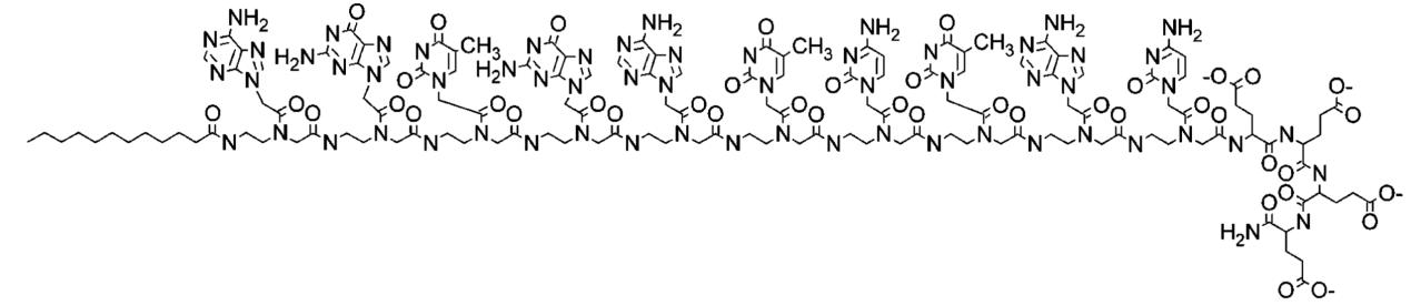 PNA C12-agtgatctac-(Glu)4 structure. 