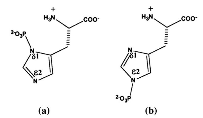 Phosphorylation states of histidine (His).