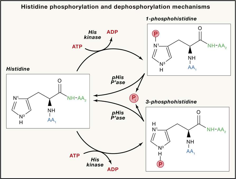 Enzymatic phosphorylation and dephosphorylation of histidine (His) residues in proteins.
