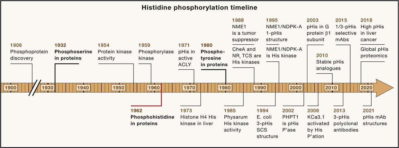 Timeline of key discoveries in the field of protein-histidine (His) phosphorylation.