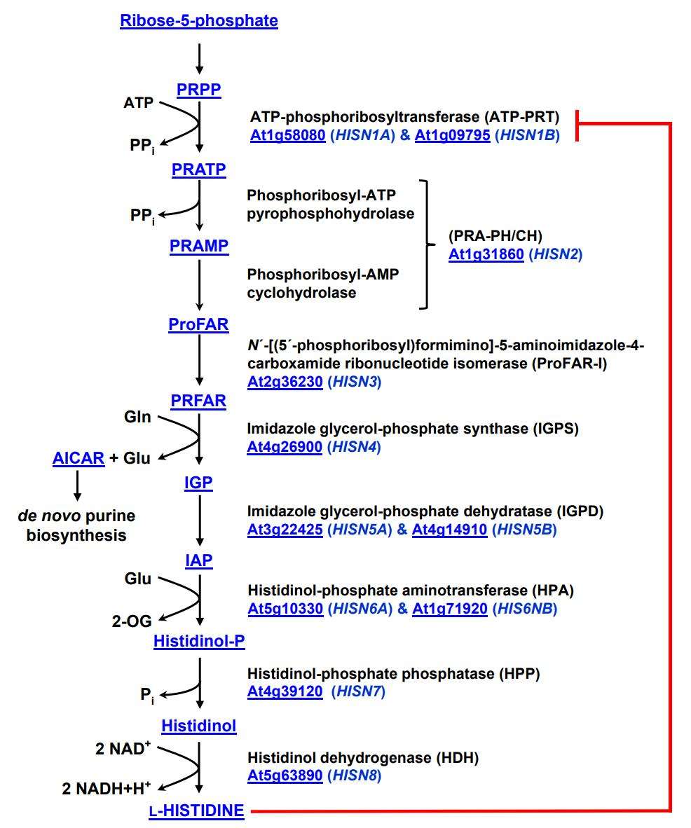 The histidine (His) biosynthetic pathway.