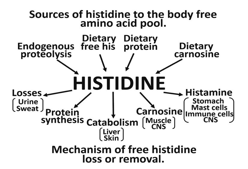 Fates of histidine (His) in the human body.