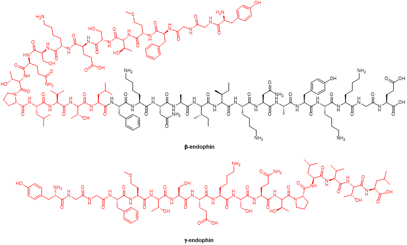 The structure of β-endorphins and γ-endorphins