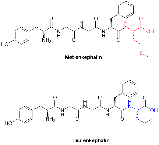 The structure of Met-enkephalin and Leu-enkephalin