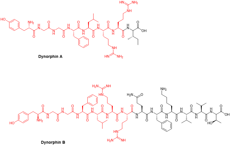 The structure of Dynorphin A and Dynorphin B