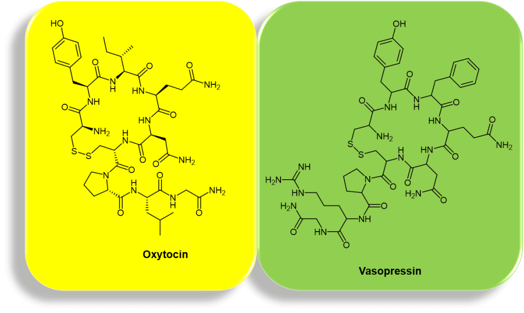 Structure of Oxytocin and Vasopressin