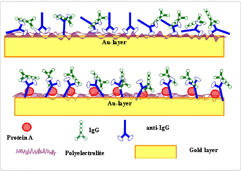 Antigen-Antibody-interaction