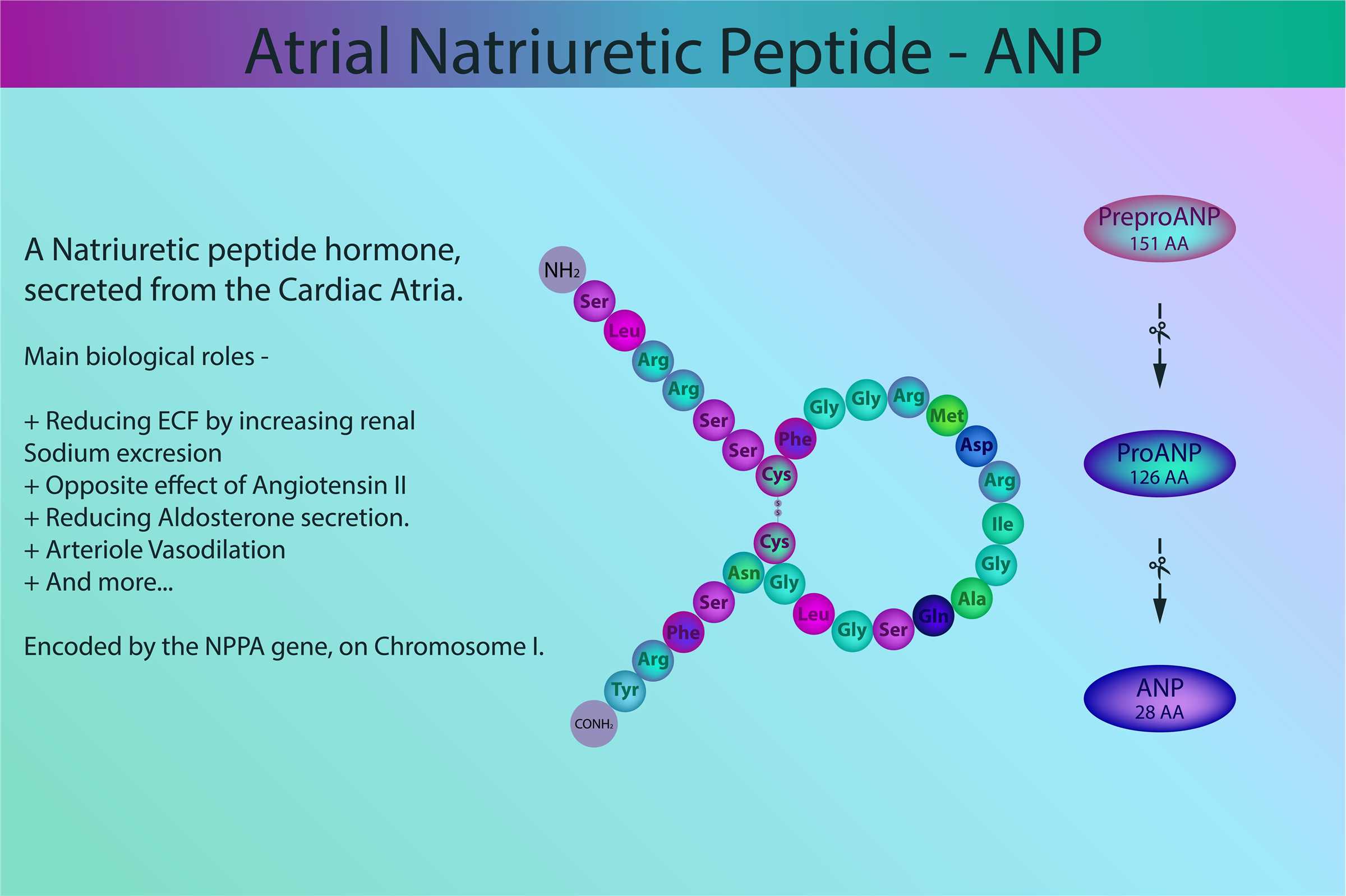 Atrial Natriuretic Peptides (ANP/ANF) and Related Peptide