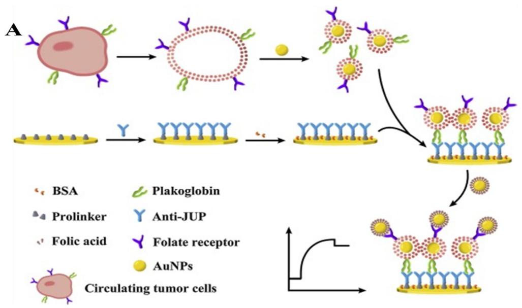 AuNPs for the detection of circulating tumor cells (CTCs)