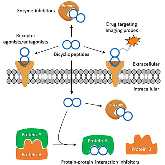 Applications of bicyclic peptides.