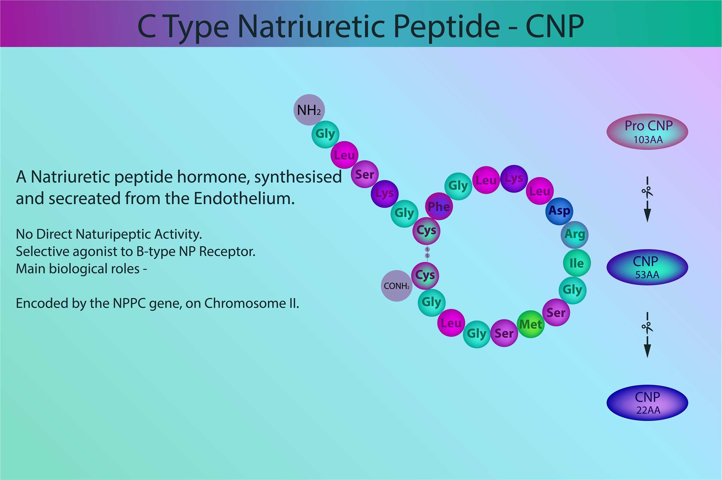 C-Type Natriuretic Peptides (CNP)