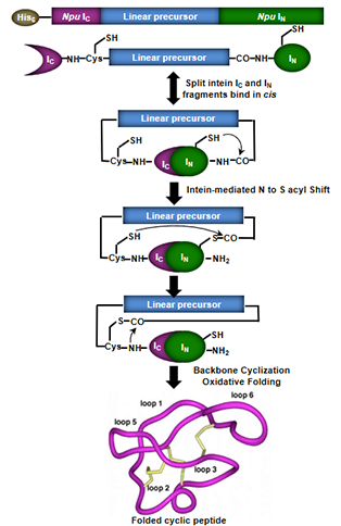 Chemical and Biological Production of Disulfide Rich Backbone-cyclized Peptides