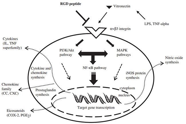 CVD-Related Peptides