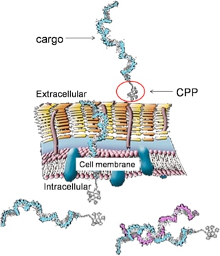 Cell-penetrating peptides Synthesis