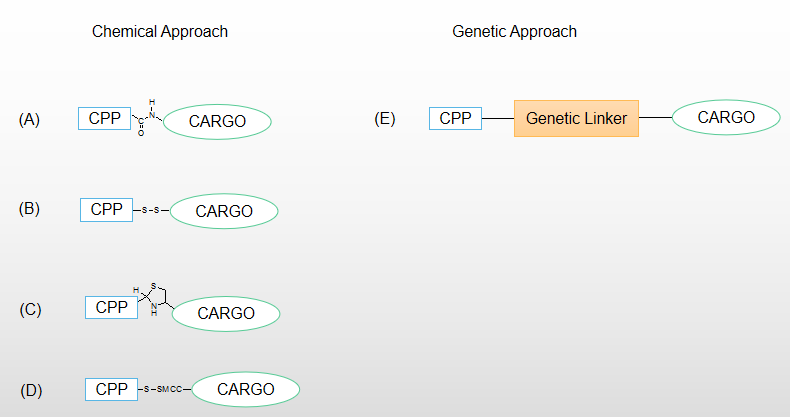 Covalent conjugations by chemical or genetic methods