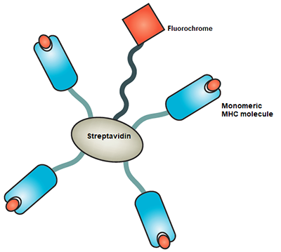 Custom MHC-peptides Tetramer Service