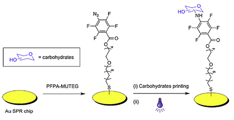 Fabrication of carbohydrate-conjugated SPRi sensors