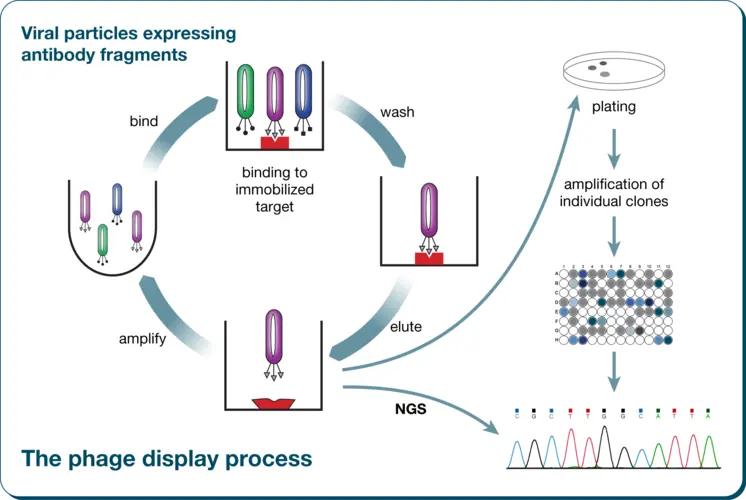 Flow of phage display technology