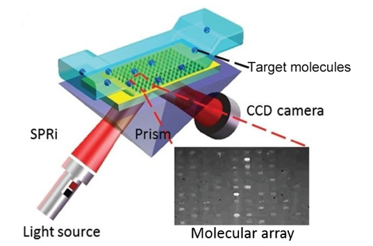 Surface plasmon resonance imaging (SPRi) service