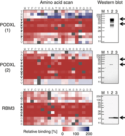 Full amino acid substitution scan and Western blot analysis of antibodies toward the human proteins PODXL and RBM3