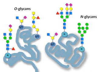 Classification of Glycopeptides