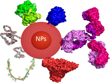 Gold and Silver Nanoparticles Conjugation Service