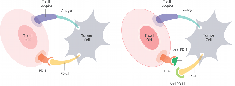 Immunotherapy & Cell Therapy