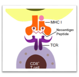 Immunotherapy & Cell Therapy