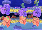 MHC-Peptide Tetramer