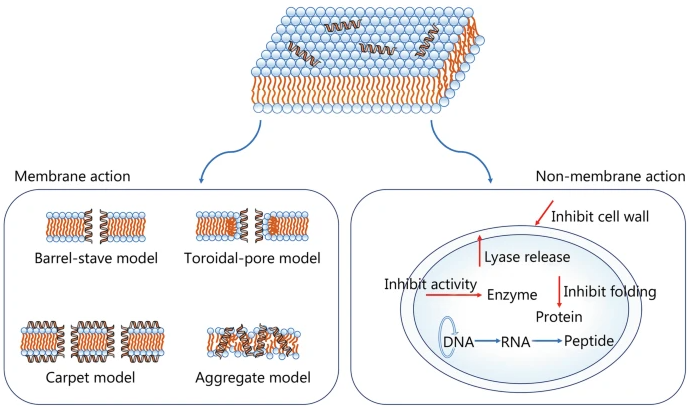 Models of antibacterial mechanisms of AMPs