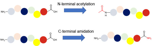 N-terminal acetylation and C-terminal amidation of peptides