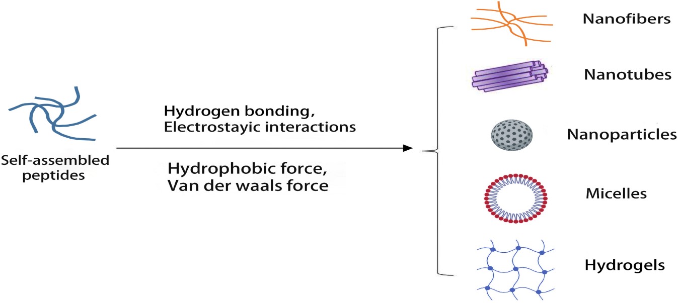 Nanostructures formed by self-assembled peptides