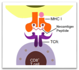 Neoantigen-Peptides-Vaccine-synthesis-service