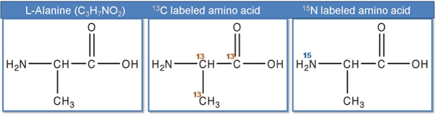 Fig. 2 Non-labeled alanine, 13C labeled alanine, 15N labeled alanine