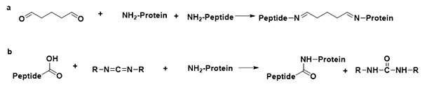 One-pot peptide-protein coupling reagents