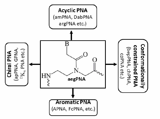 Examples of various strategies for backbone modifications of PNA