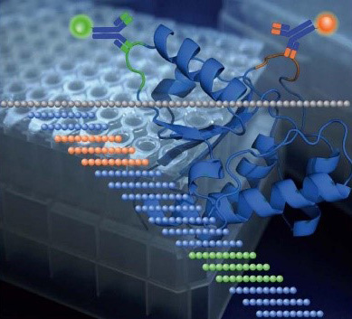 Peptide Characterization