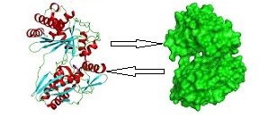 Peptide Analysis Services