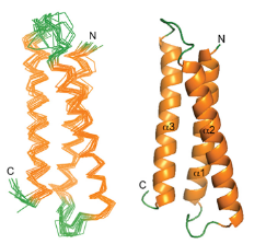 Peptide-C-Terminal-Modification.png