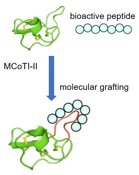 Peptide Molecular Grafting