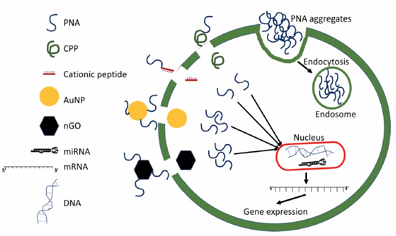 Different strategies for PNA conjugate