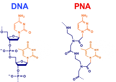 Peptide Nucleic Acid Synthesis Service