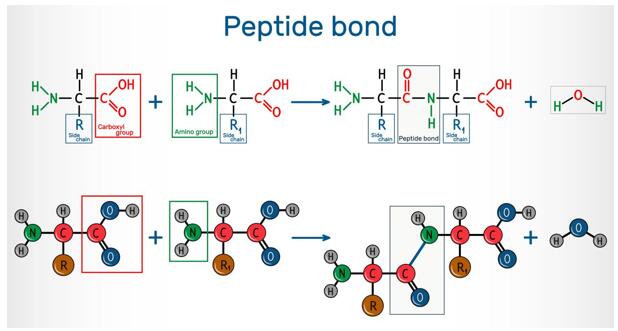 Peptide Sequence Analysis