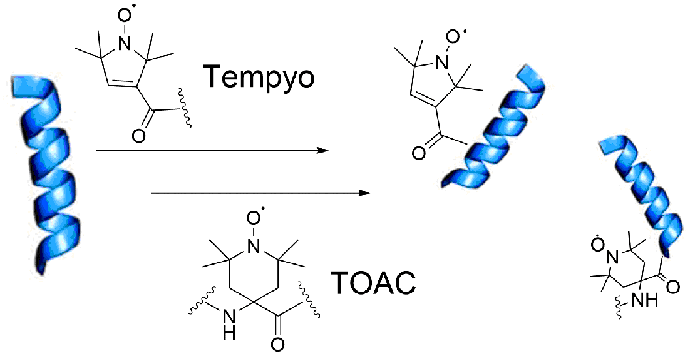 Peptide Spin Labels