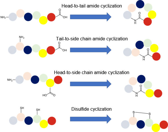 Peptide cyclization